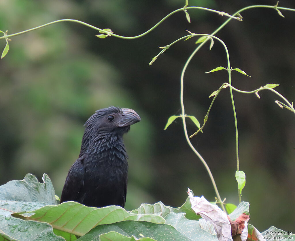 Groove-billed Aniadult