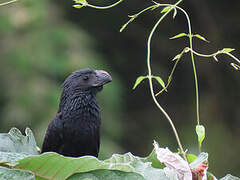 Groove-billed Ani