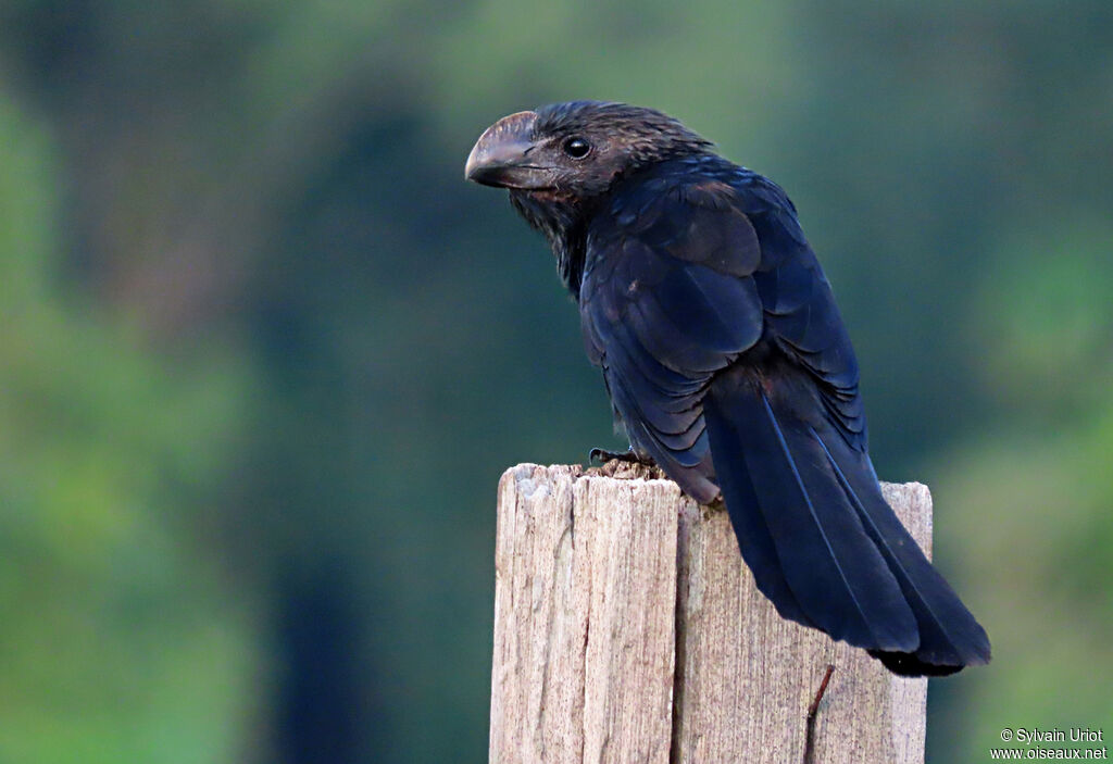 Smooth-billed Aniadult