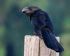 Smooth-billed Ani