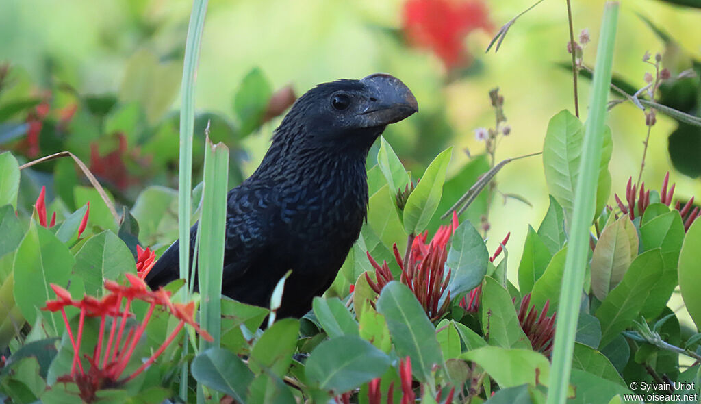 Smooth-billed Ani