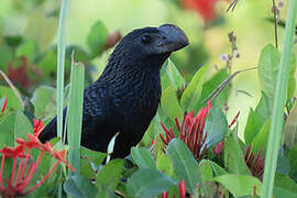 Smooth-billed Ani