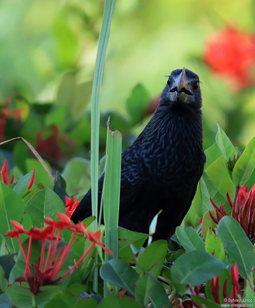 Smooth-billed Ani