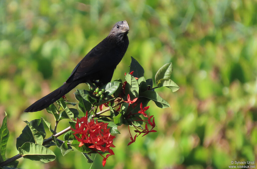 Smooth-billed Ani