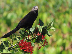 Smooth-billed Ani