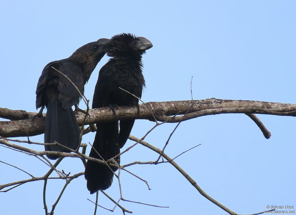 Smooth-billed Aniadult