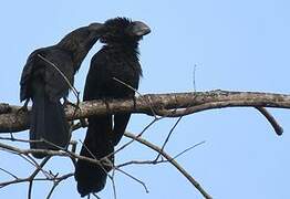 Smooth-billed Ani