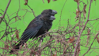 Smooth-billed Ani