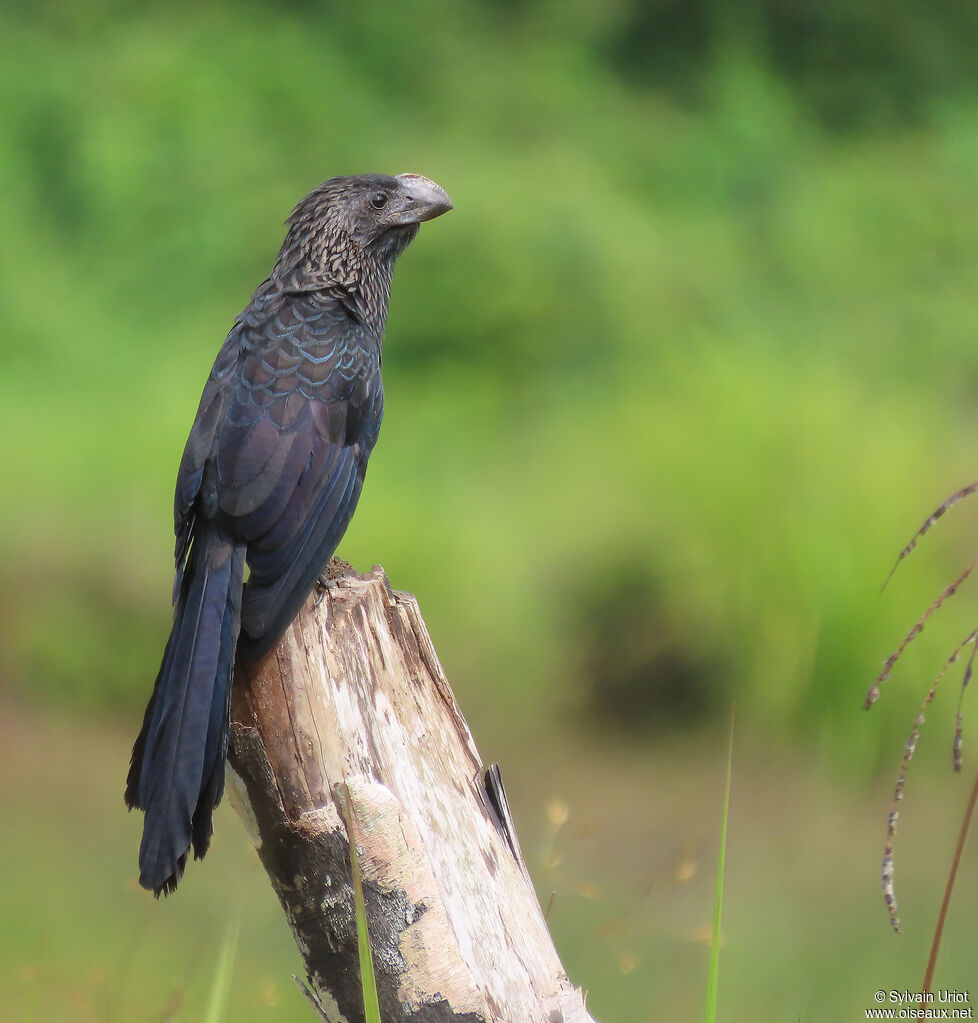 Smooth-billed Aniadult