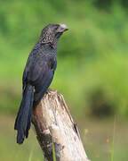 Smooth-billed Ani