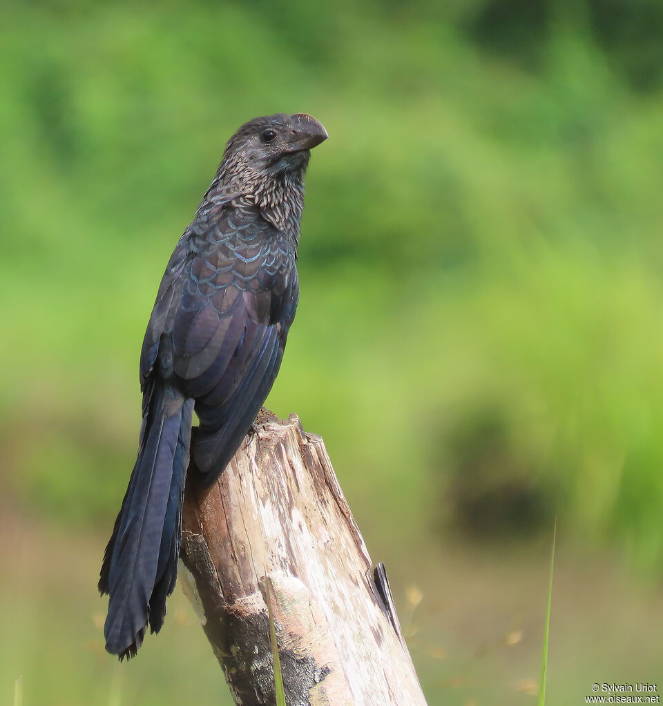 Smooth-billed Aniadult