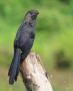 Smooth-billed Ani