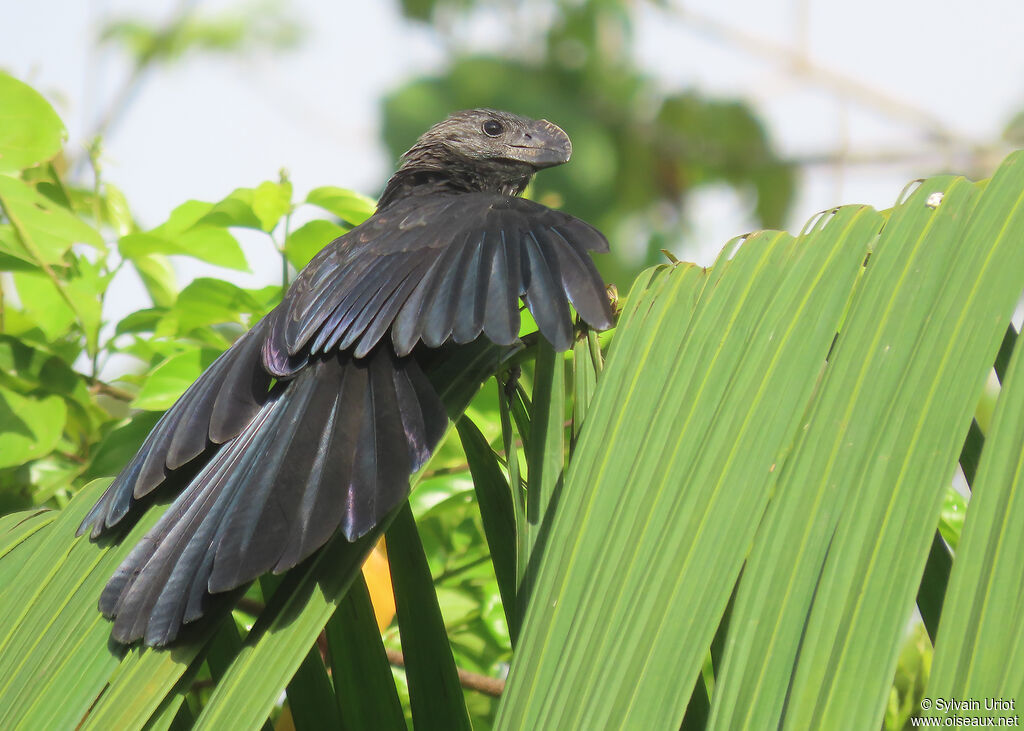 Smooth-billed Aniadult