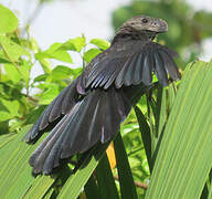 Smooth-billed Ani