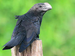 Smooth-billed Ani