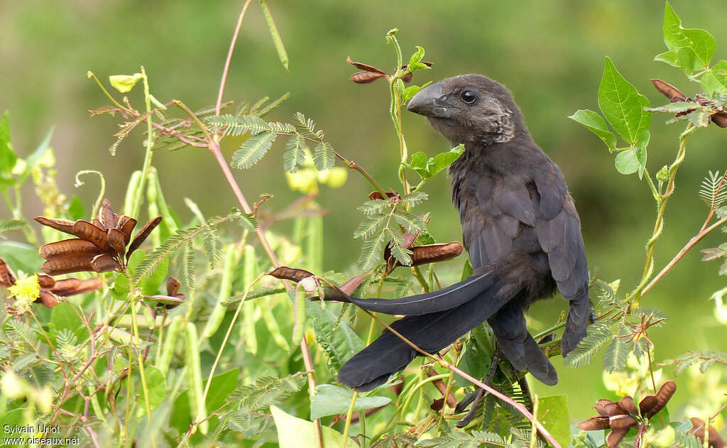 Smooth-billed Aniimmature, identification