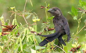 Smooth-billed Ani