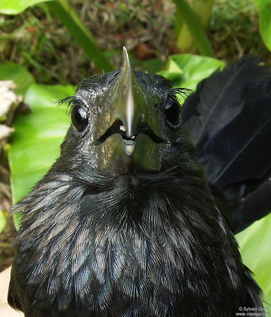 Smooth-billed Aniadult