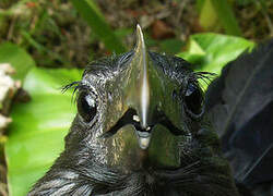 Smooth-billed Ani