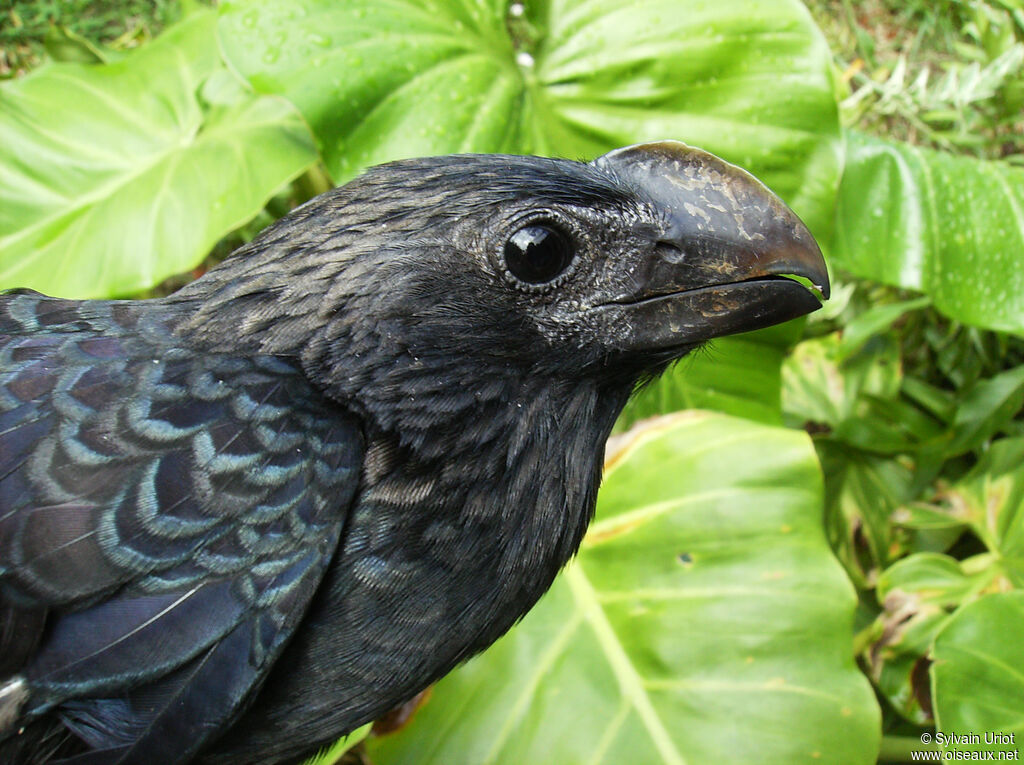 Smooth-billed Aniadult