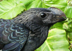 Smooth-billed Ani