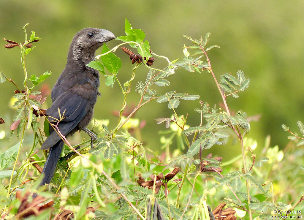 Smooth-billed Ani