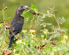 Smooth-billed Ani