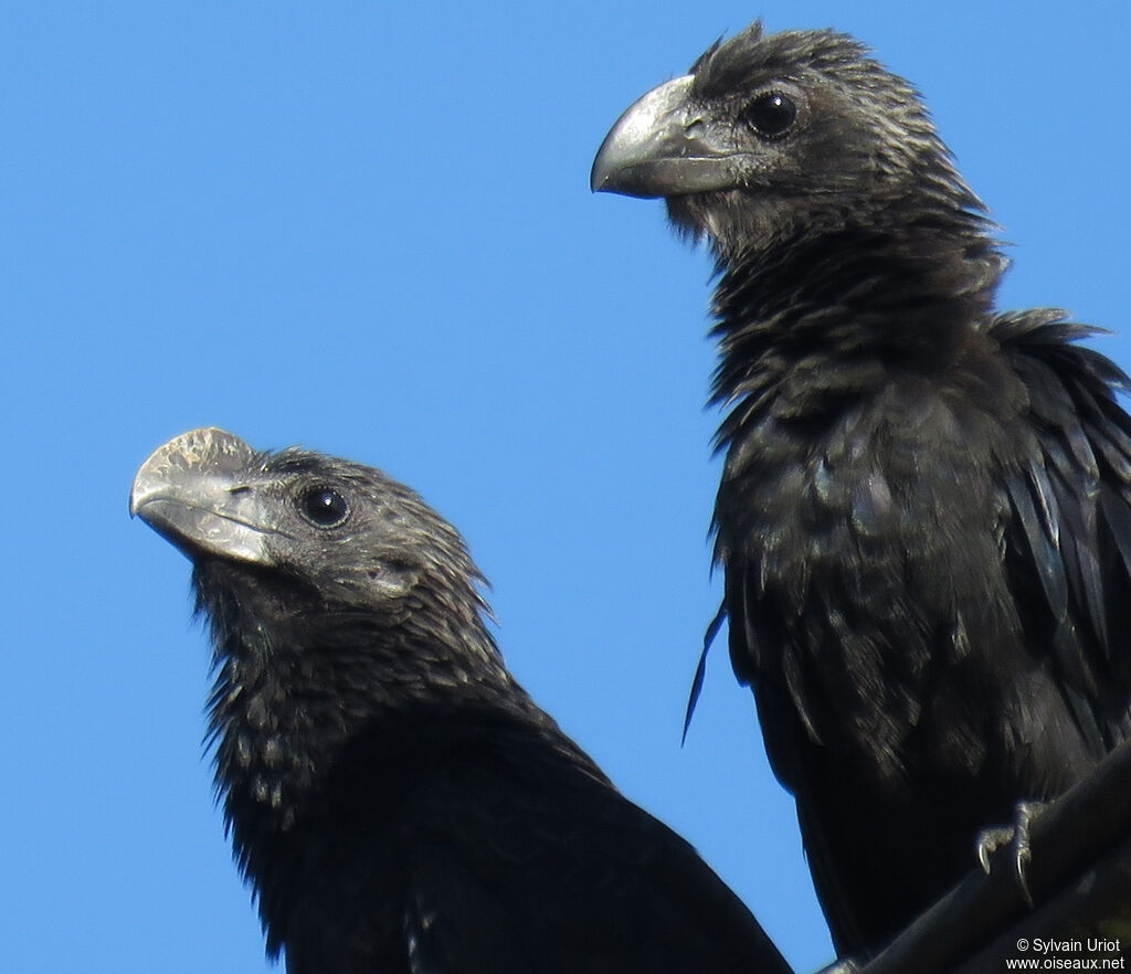 Smooth-billed Aniadult