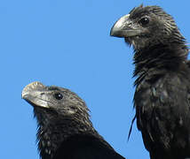 Smooth-billed Ani