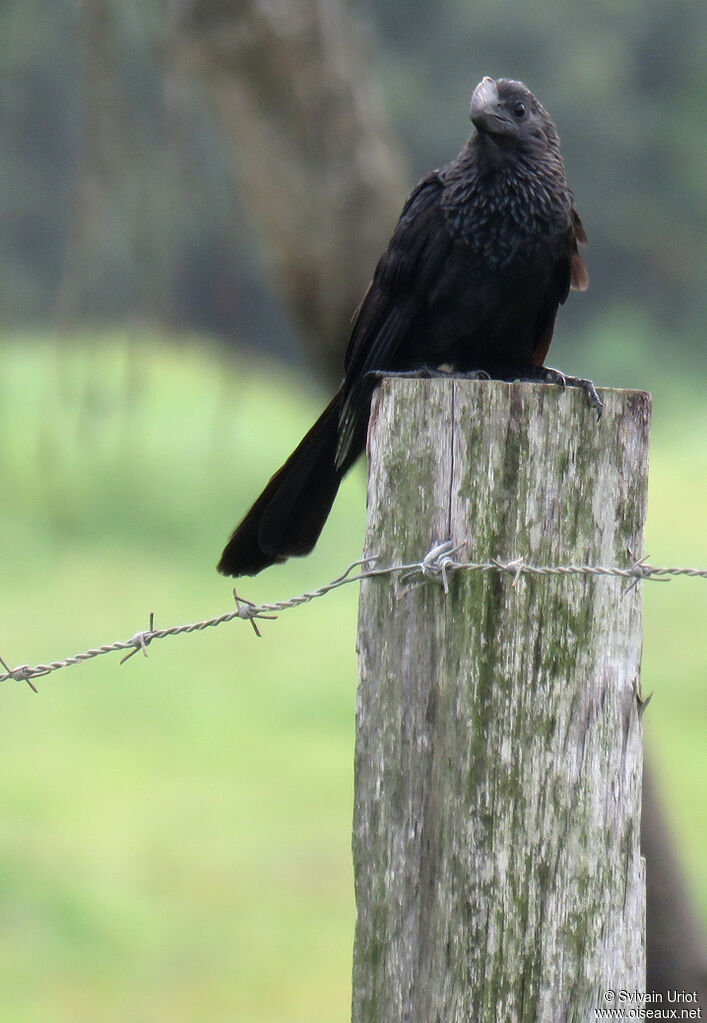 Smooth-billed Aniadult