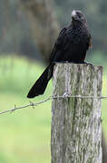 Smooth-billed Ani