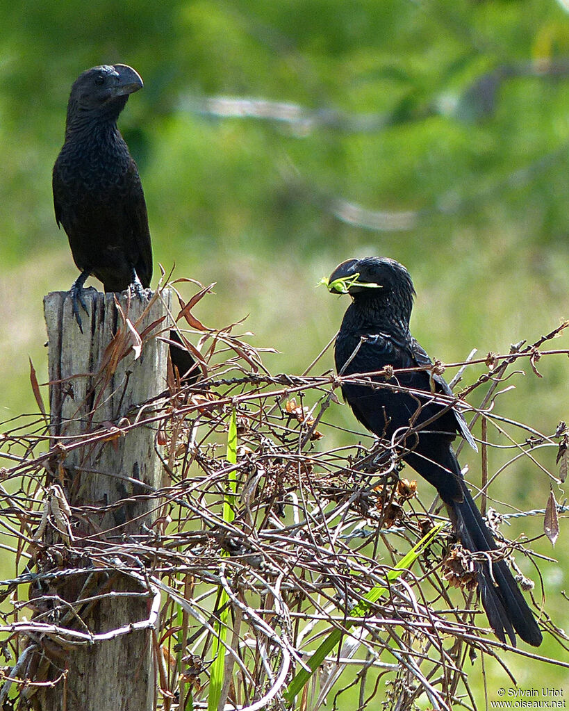 Smooth-billed Aniadult