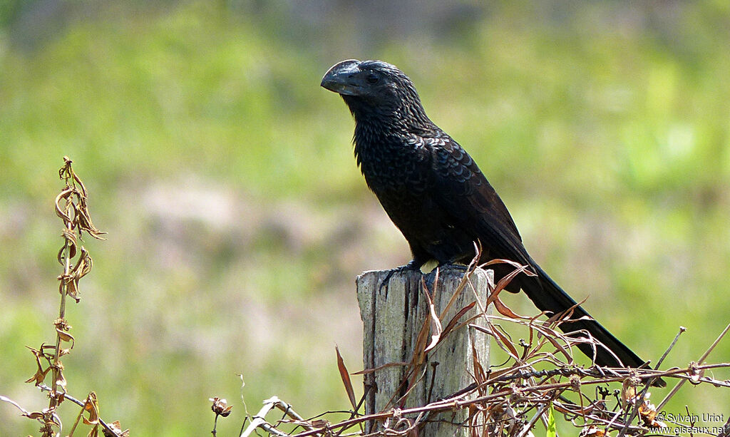 Smooth-billed Aniadult