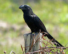 Smooth-billed Ani