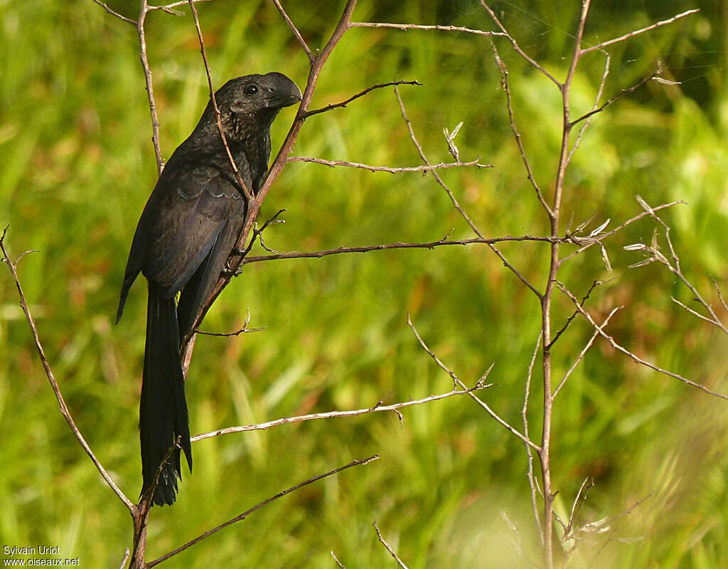 Smooth-billed Aniadult