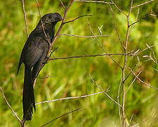 Smooth-billed Ani