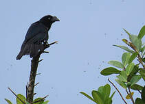 Ani des palétuviers