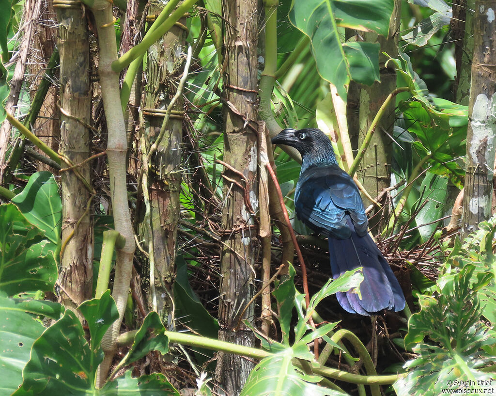 Greater Aniadult, Reproduction-nesting