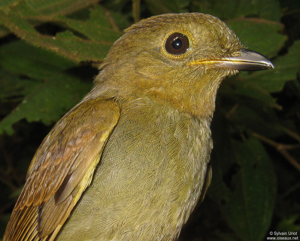 Brown-winged Schiffornis