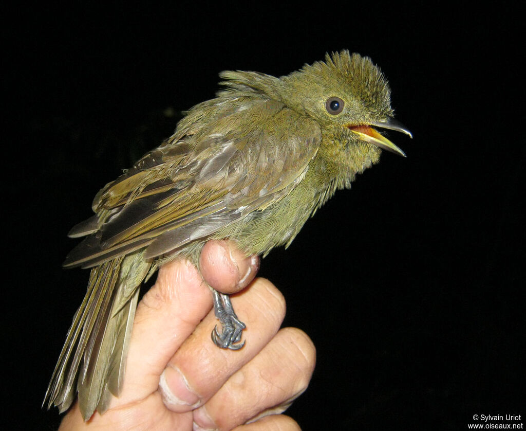 Brown-winged Schiffornisadult