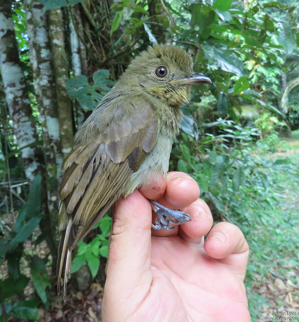 Brown-winged Schiffornisadult