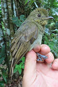 Brown-winged Schiffornis