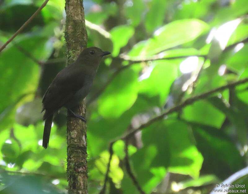 Brown-winged Schiffornisadult