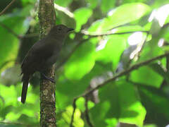 Brown-winged Schiffornis