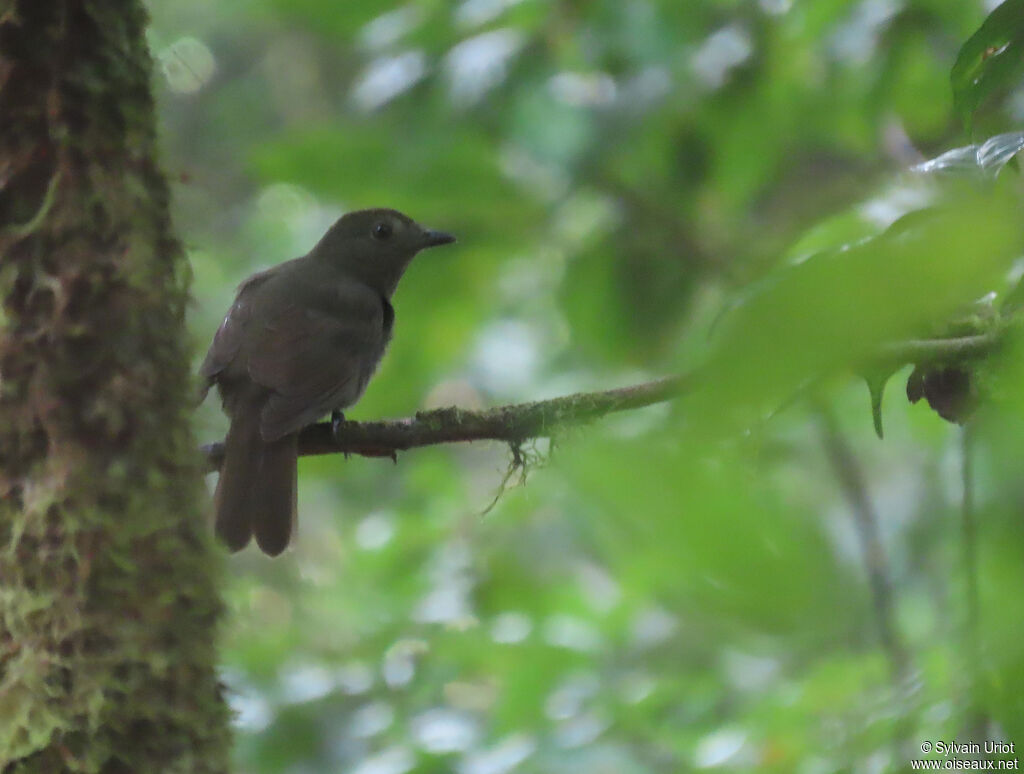 Brown-winged Schiffornisadult