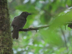 Brown-winged Schiffornis