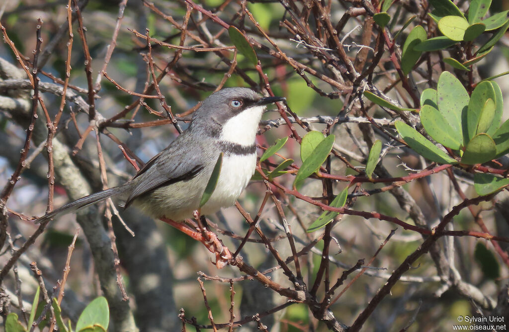 Apalis à collieradulte