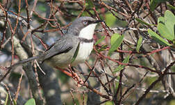 Apalis à collier