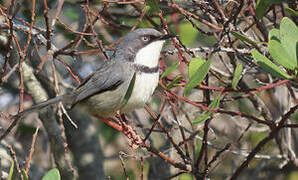 Bar-throated Apalis