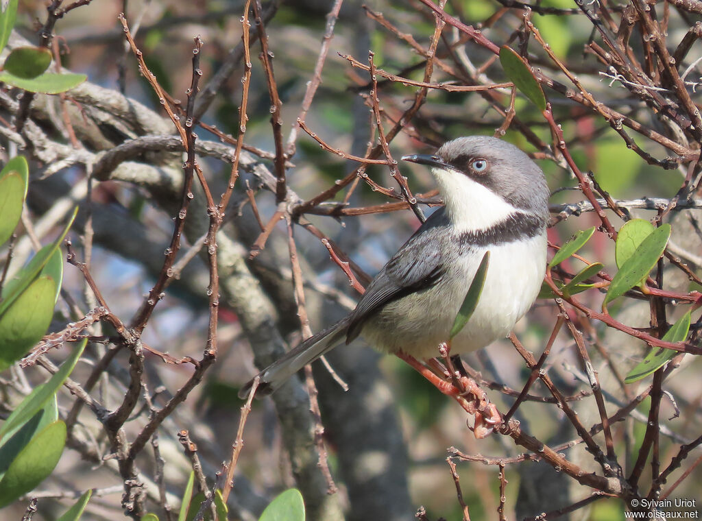 Apalis à collieradulte